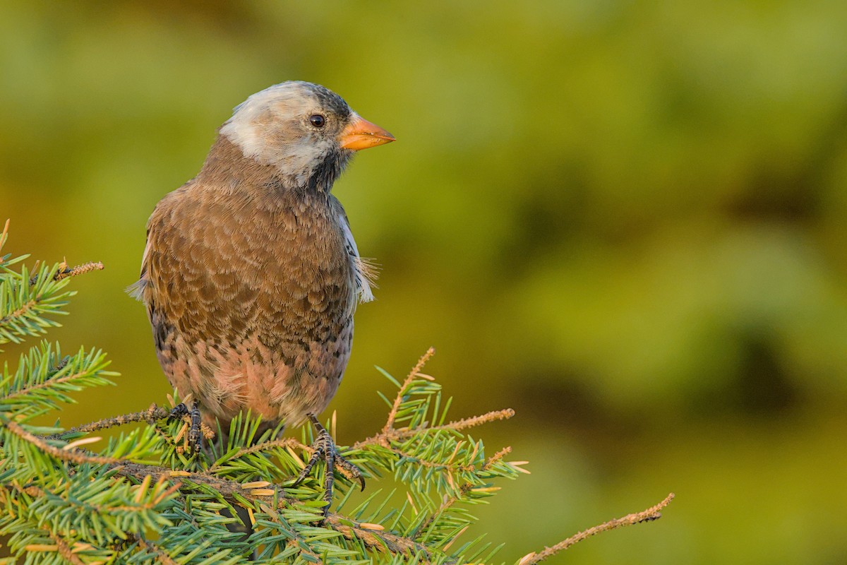 Gray-crowned Rosy-Finch (Aleutian and Kodiak Is.) - ML643971261