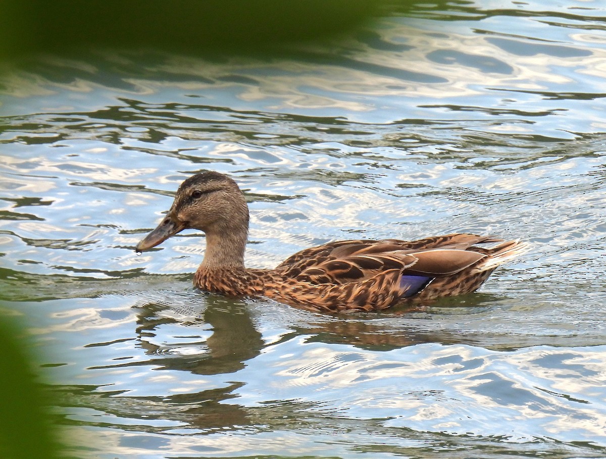 Mallard - ML643971272