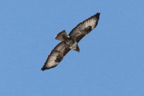 Buse variable - ML643971277