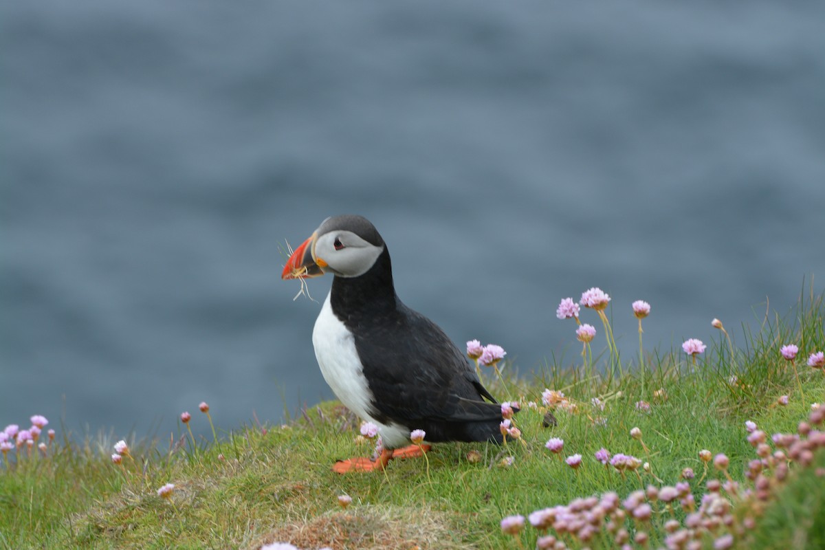 Atlantic Puffin - ML643971281