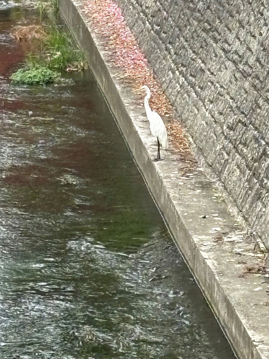 大白鷺 - ML643971283