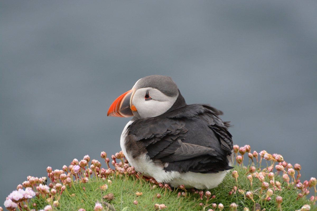 Atlantic Puffin - ML643971284