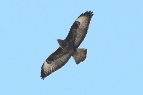 Buse variable - ML643971289