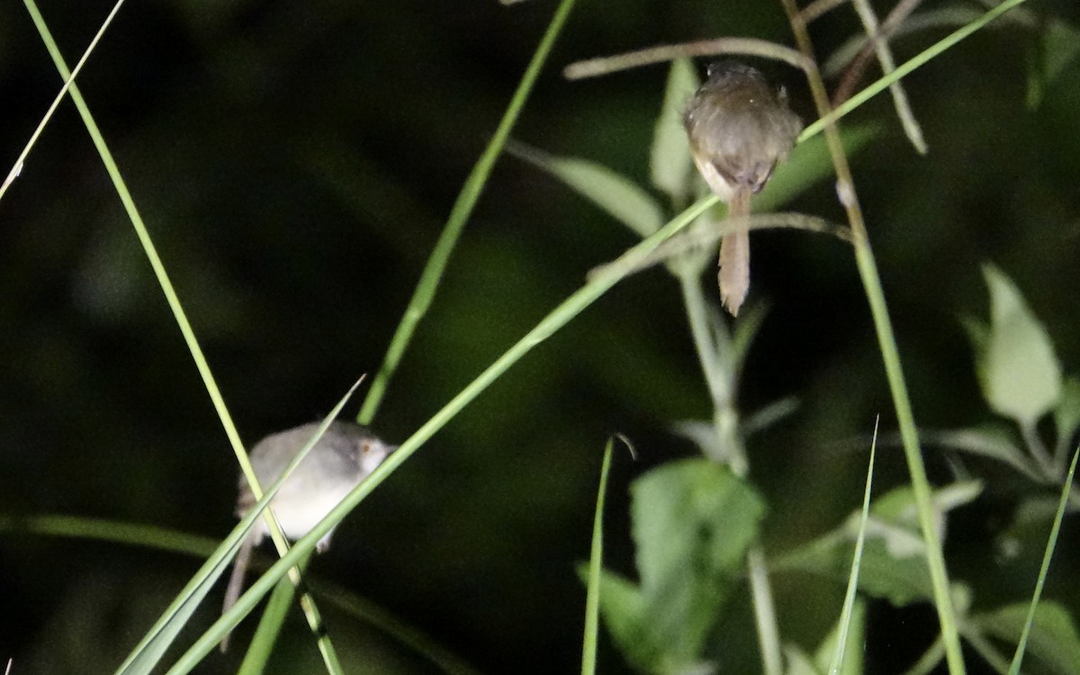 Prinia à ventre jaune - ML643971328