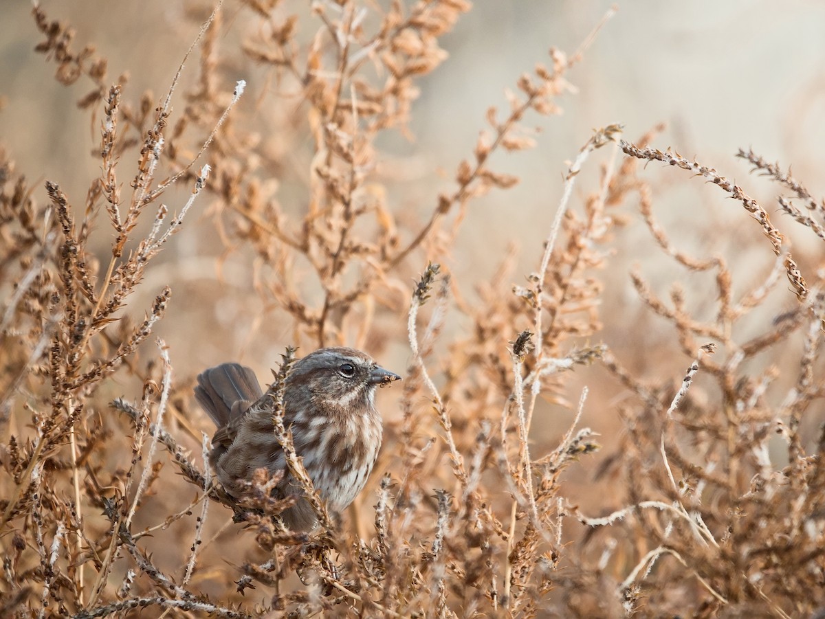 strnadec zpěvný - ML643971336