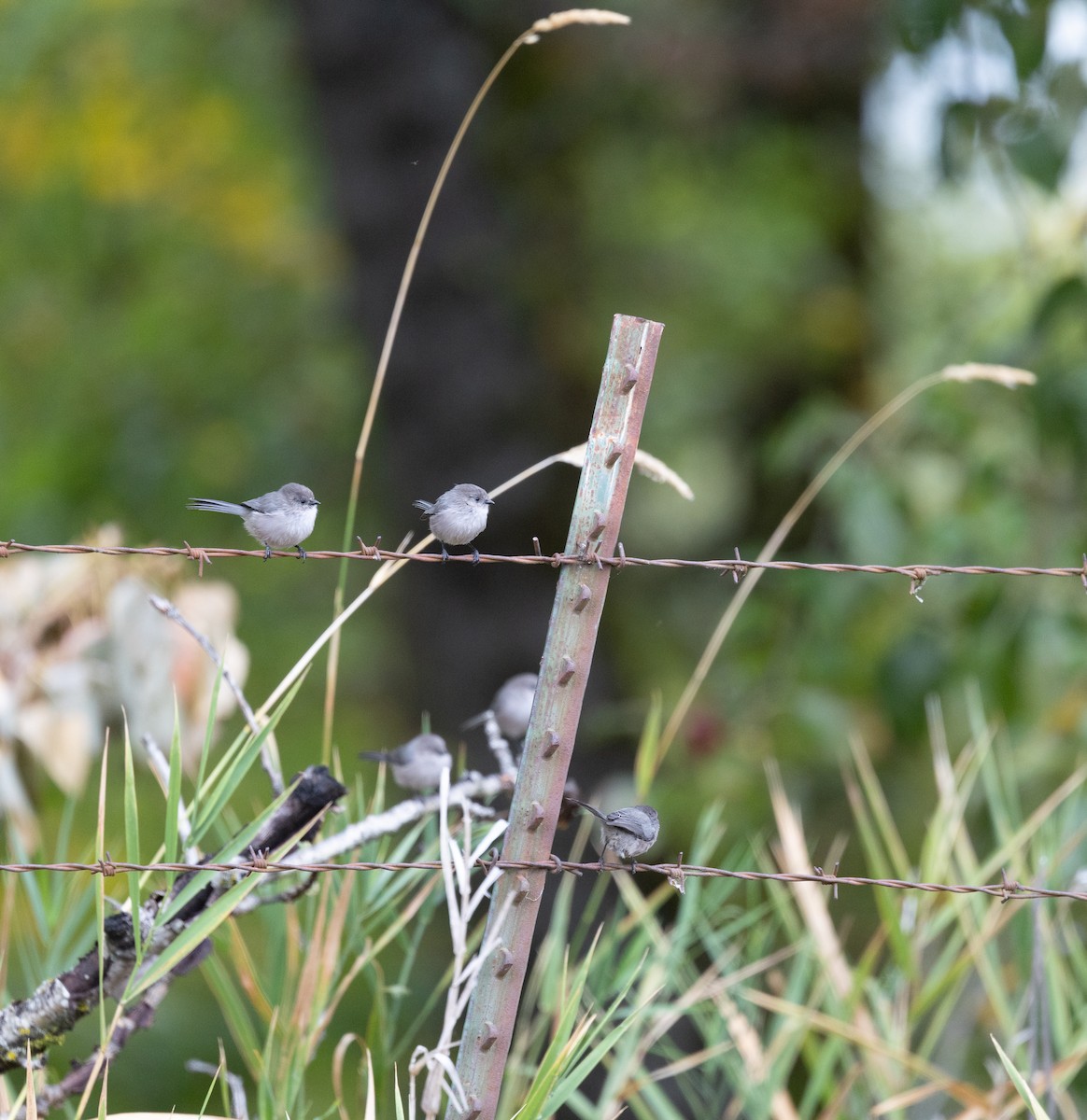 Bushtit (Pacific) - ML643971339