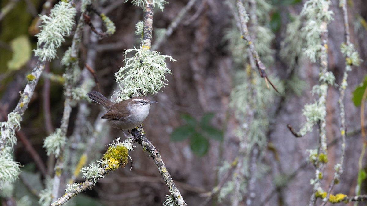 Bewick's Wren (spilurus Group) - ML643971372