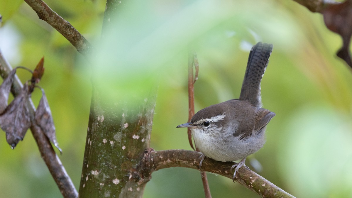 Bewick's Wren (spilurus Group) - ML643971375