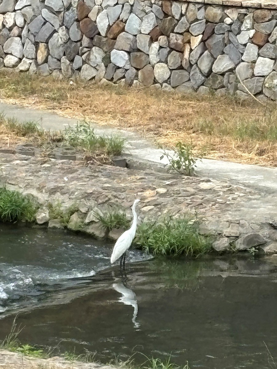 大白鷺 - ML643971405