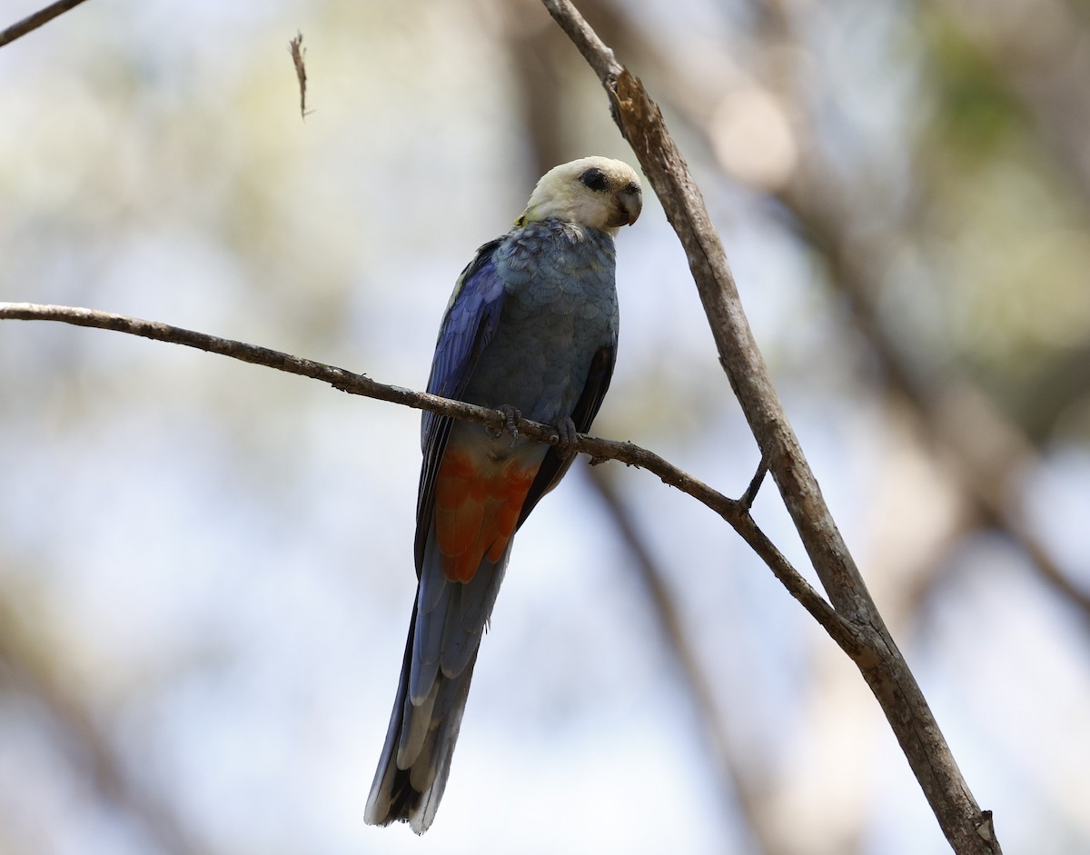 Pale-headed Rosella - ML643971412