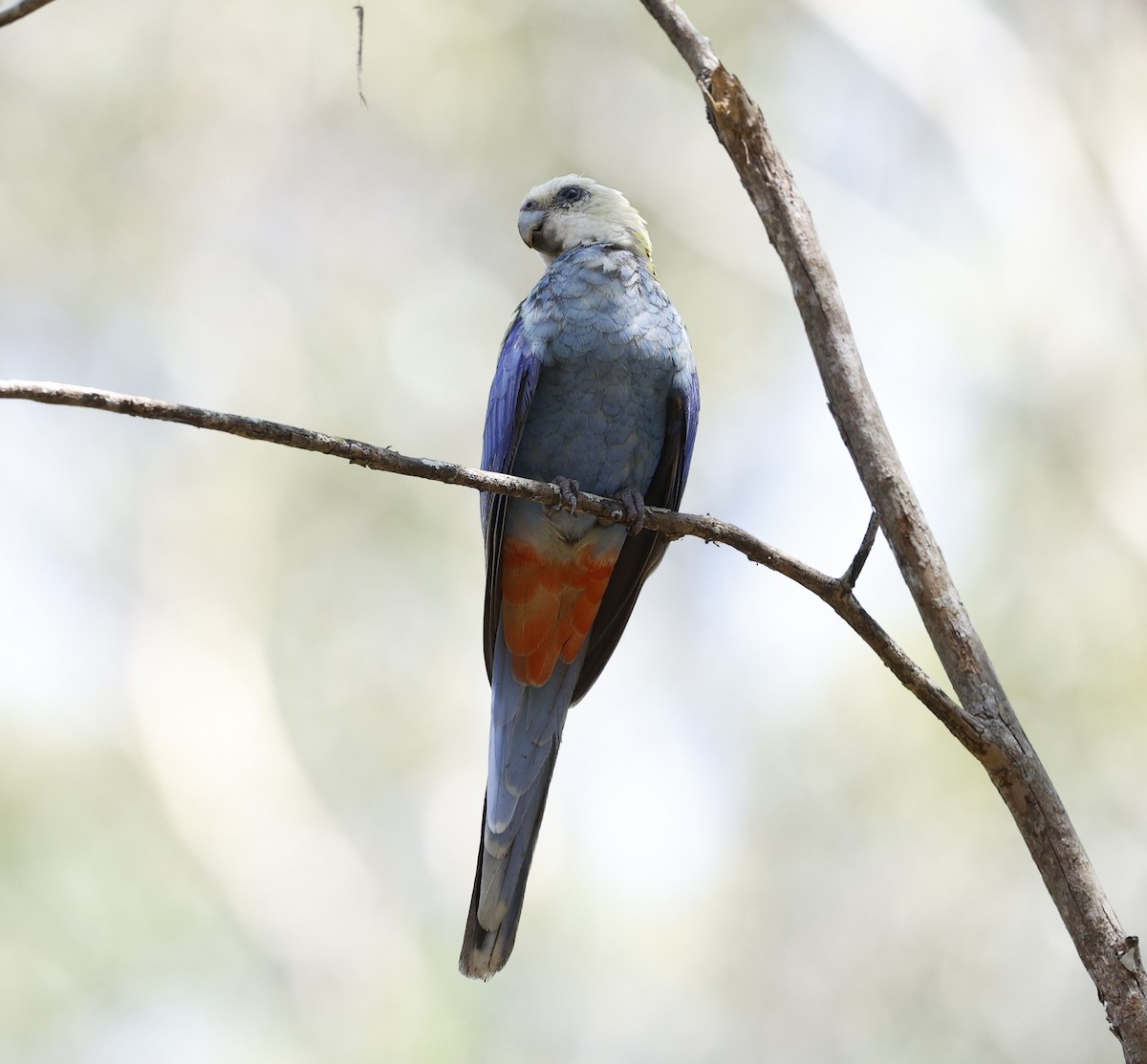 Pale-headed Rosella - ML643971413
