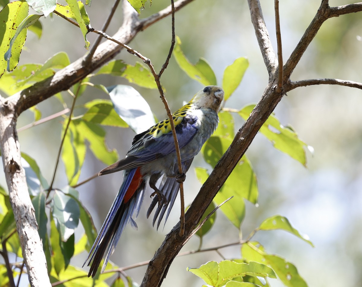 Pale-headed Rosella - ML643971414