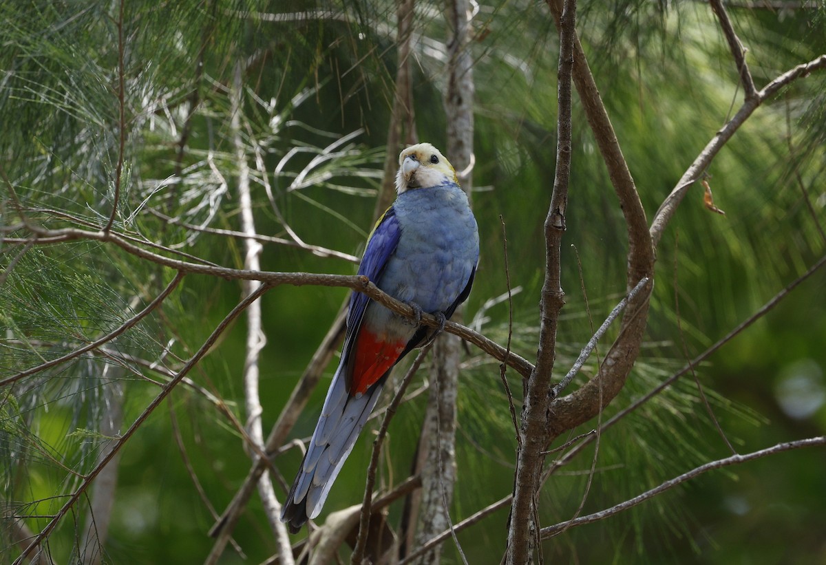 Pale-headed Rosella - ML643971415