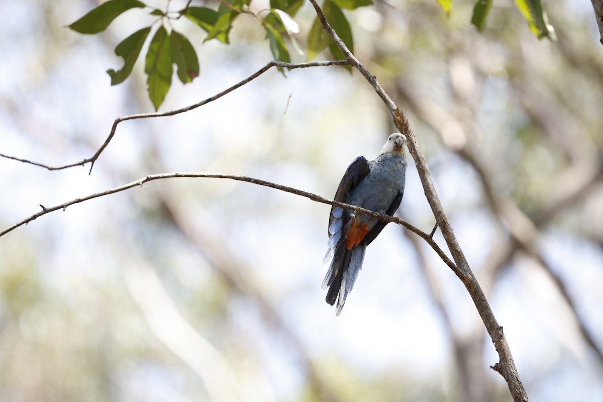 Pale-headed Rosella - ML643971416