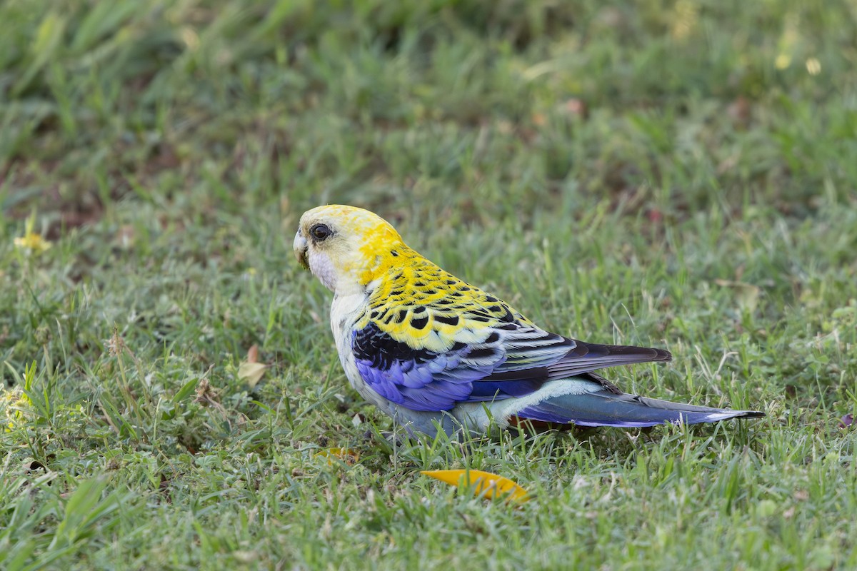 Pale-headed Rosella - ML643971452