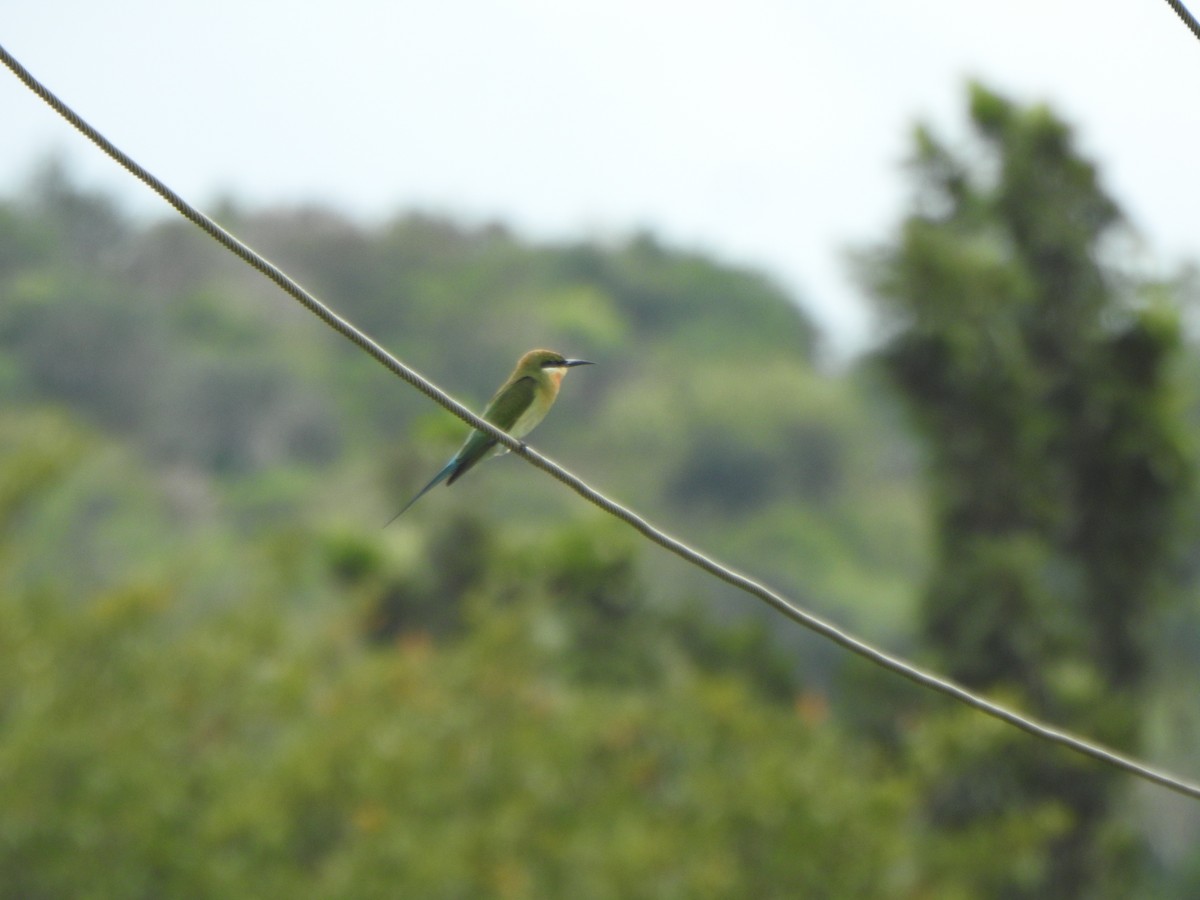 Blue-tailed Bee-eater - ML643971469