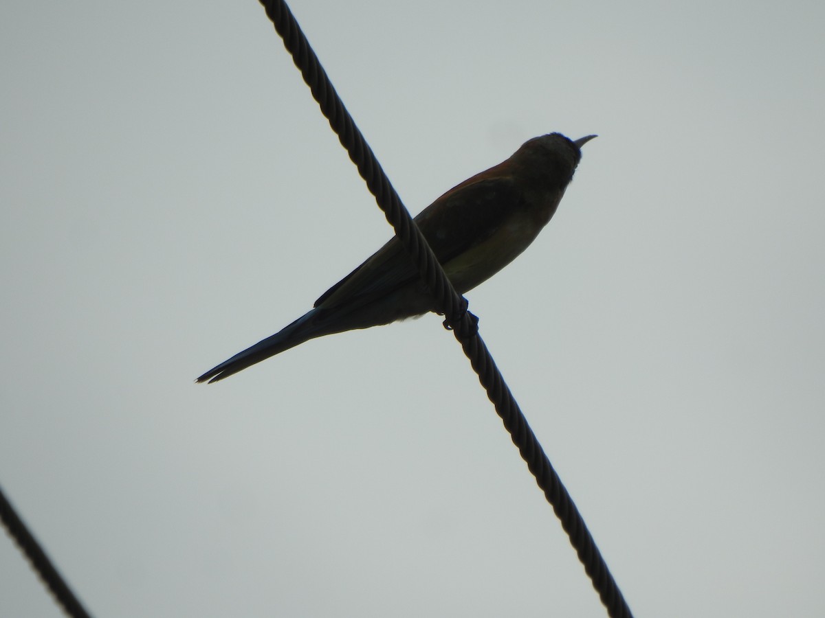 Blue-tailed Bee-eater - ML643971470