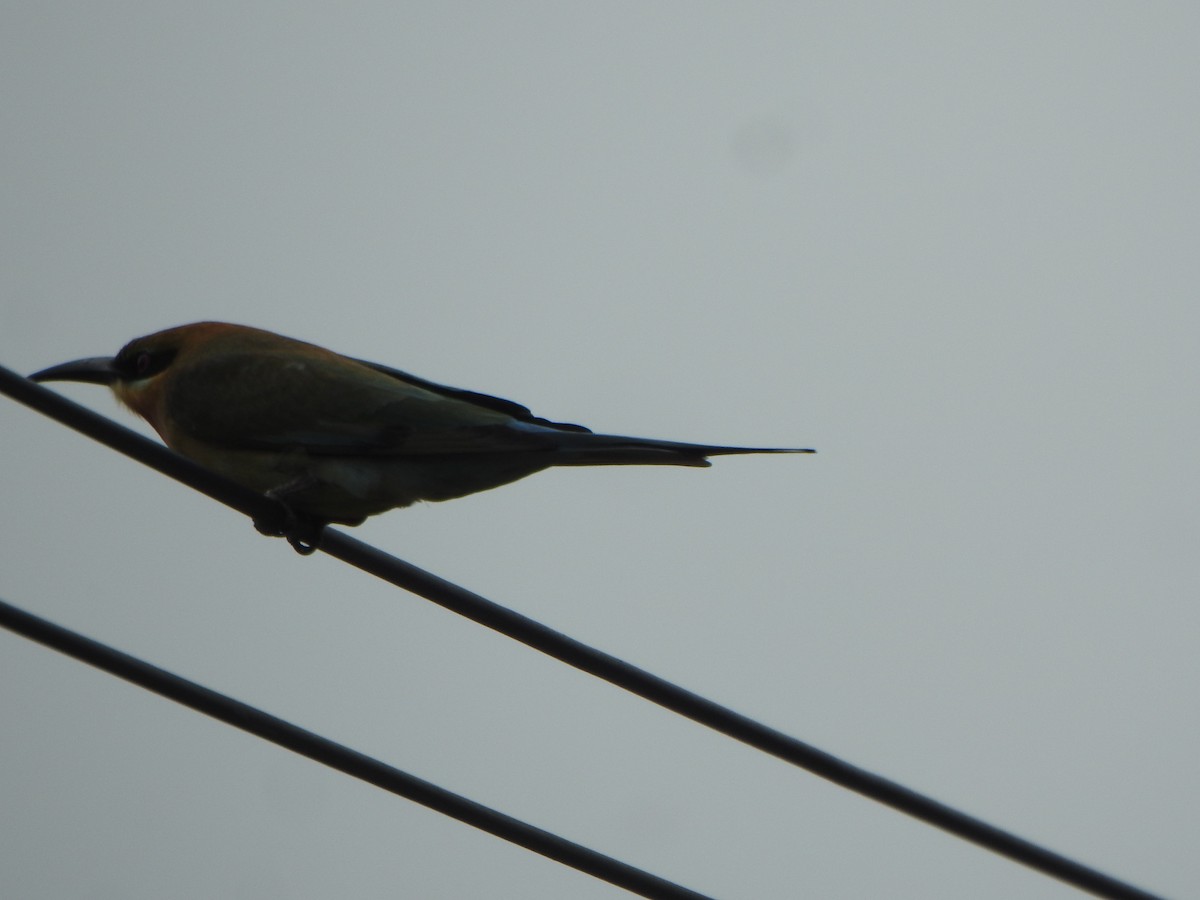 Blue-tailed Bee-eater - ML643971471