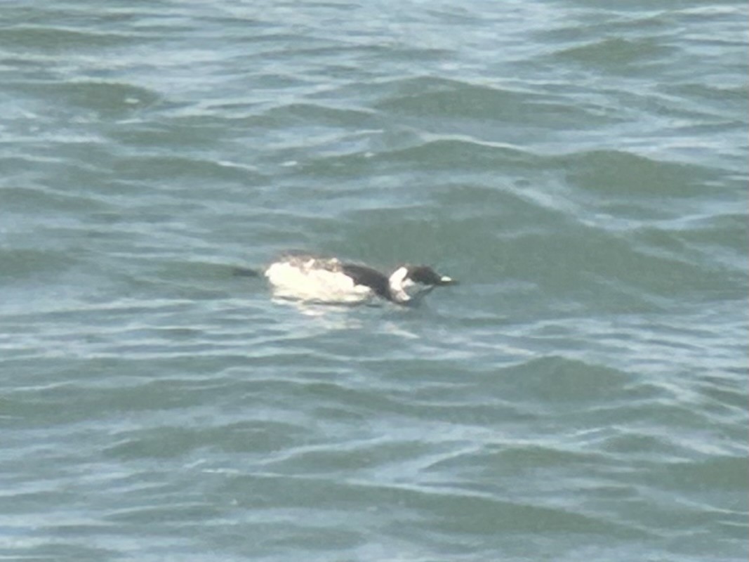 Marbled Murrelet - ML643971478