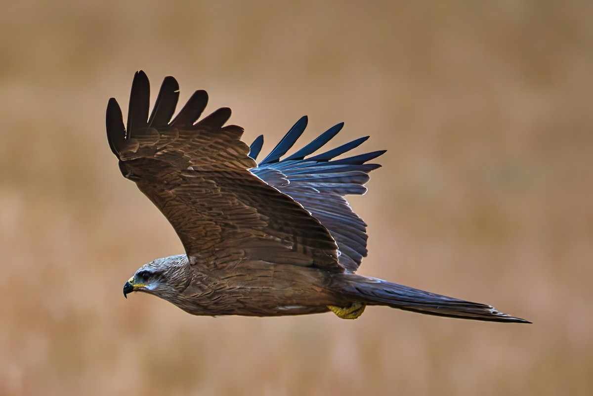 דיה שחורה (מערבית) - ML643971489