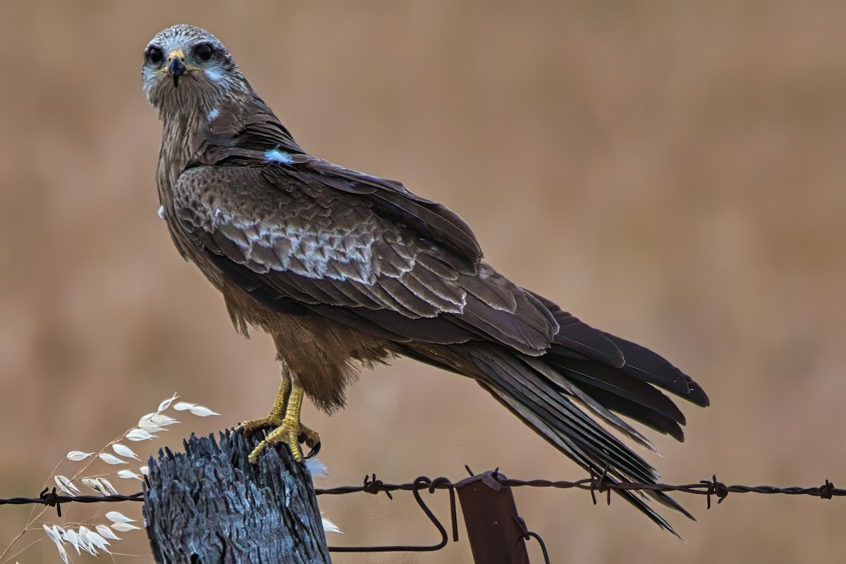 דיה שחורה (מערבית) - ML643971490