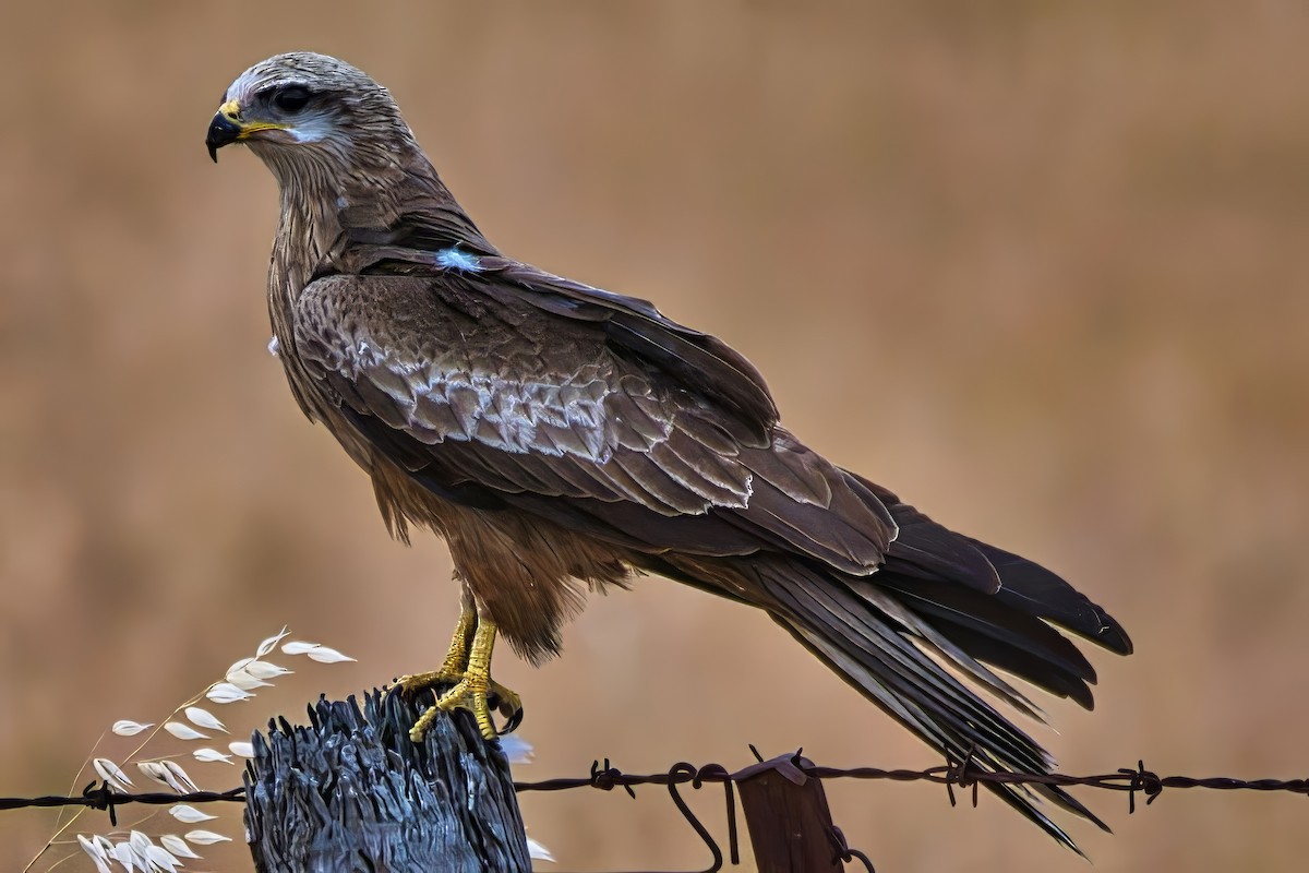 דיה שחורה (מערבית) - ML643971491