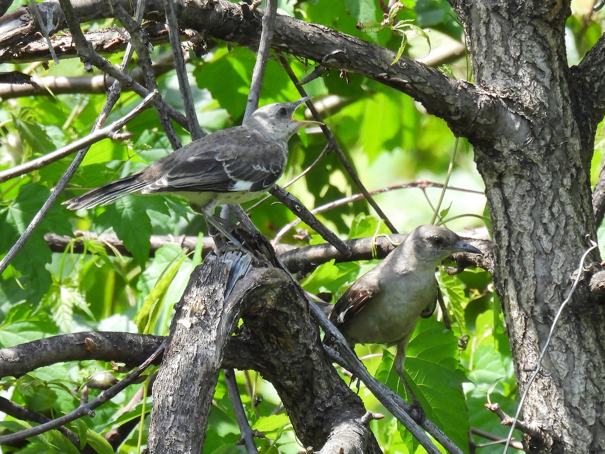 Пересмішник багатоголосий - ML643971499