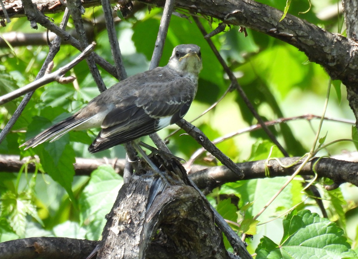 Пересмішник багатоголосий - ML643971500