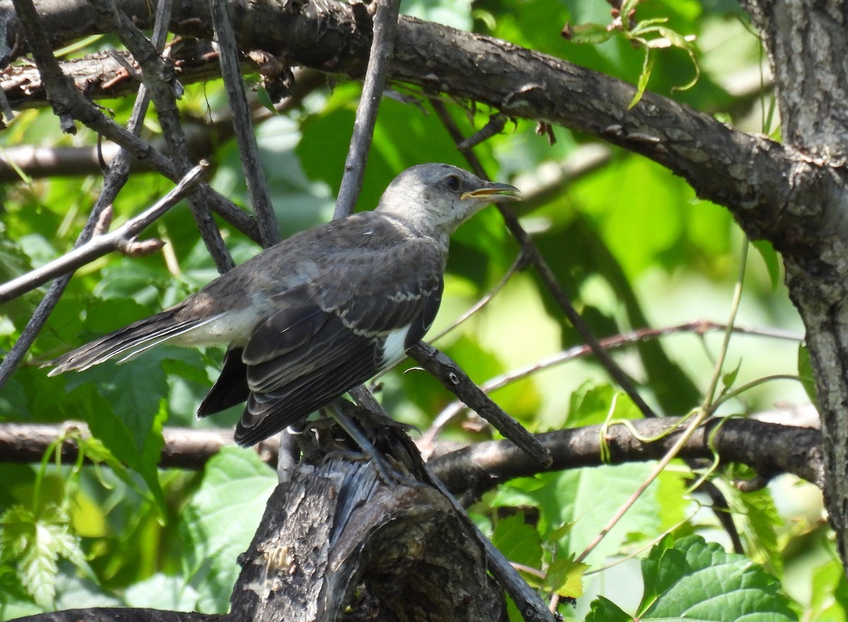 Пересмішник багатоголосий - ML643971501