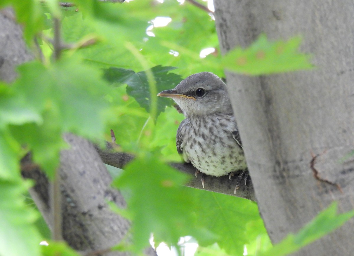 Пересмішник багатоголосий - ML643971502