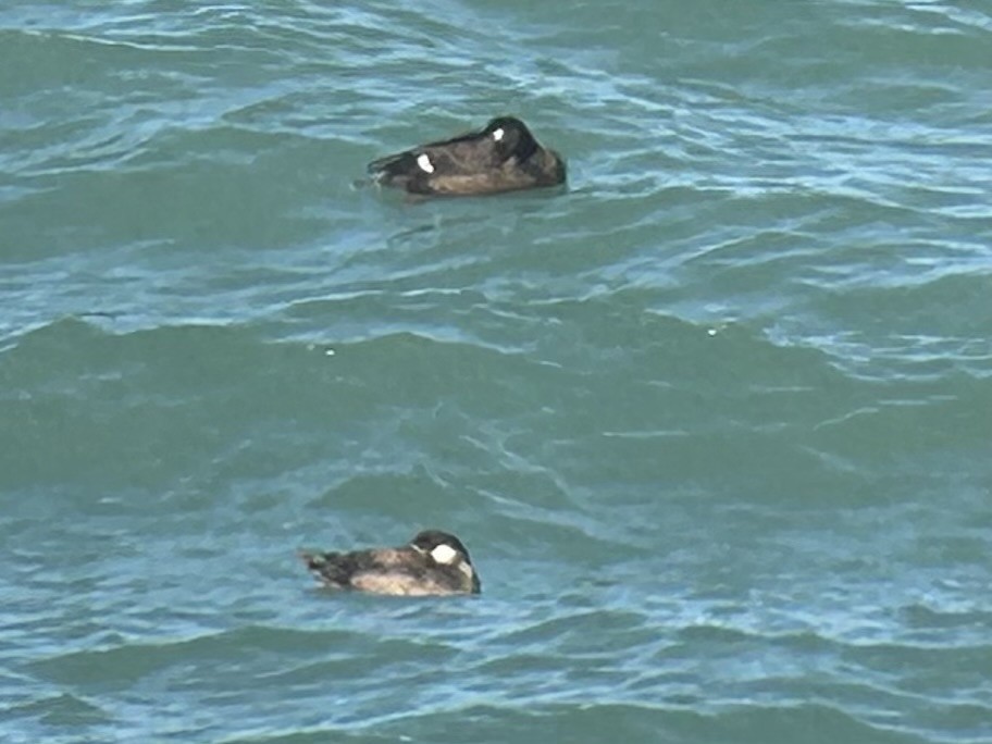 White-winged Scoter - ML643971508