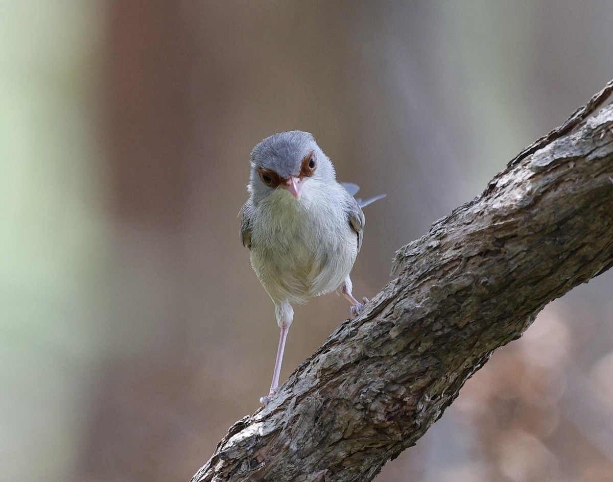 Variegated Fairywren - ML643971509