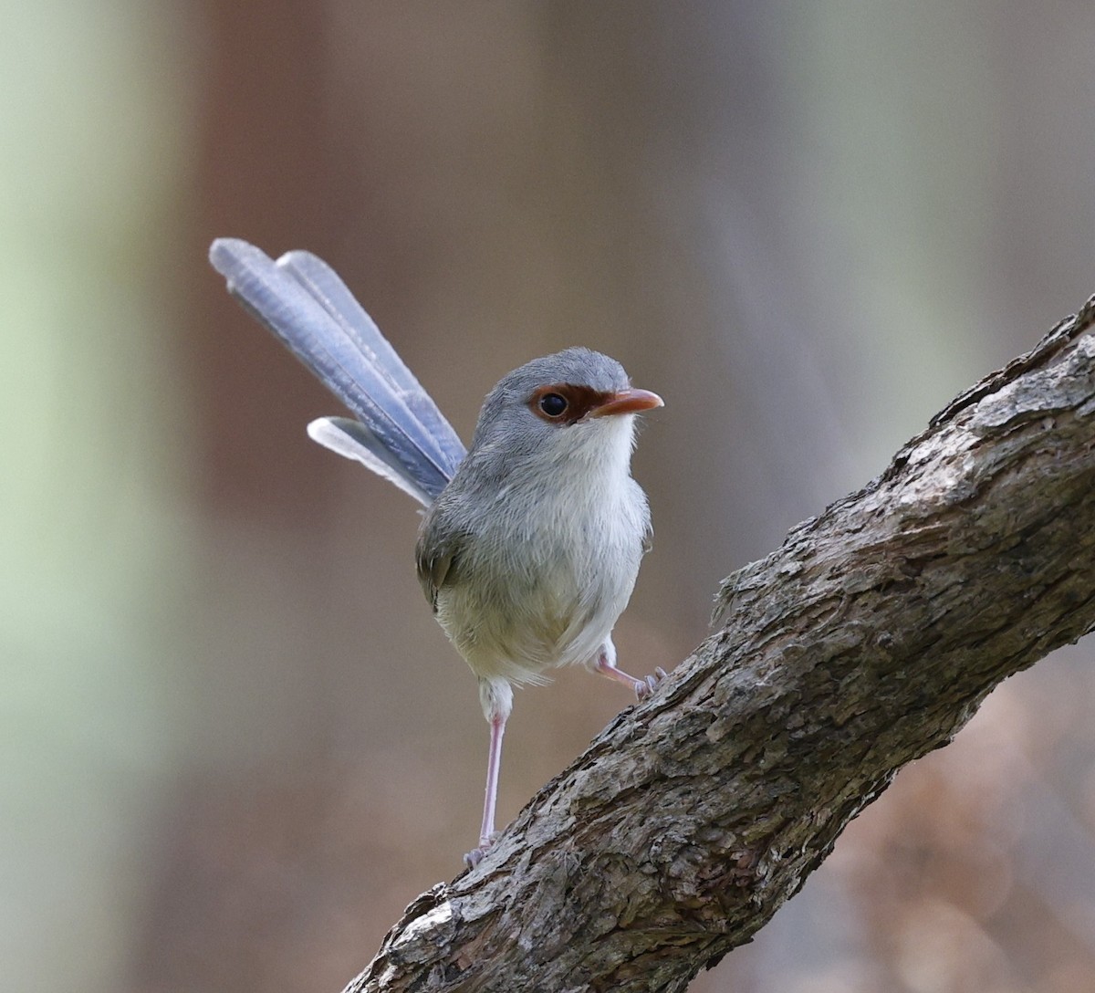 Variegated Fairywren - ML643971510