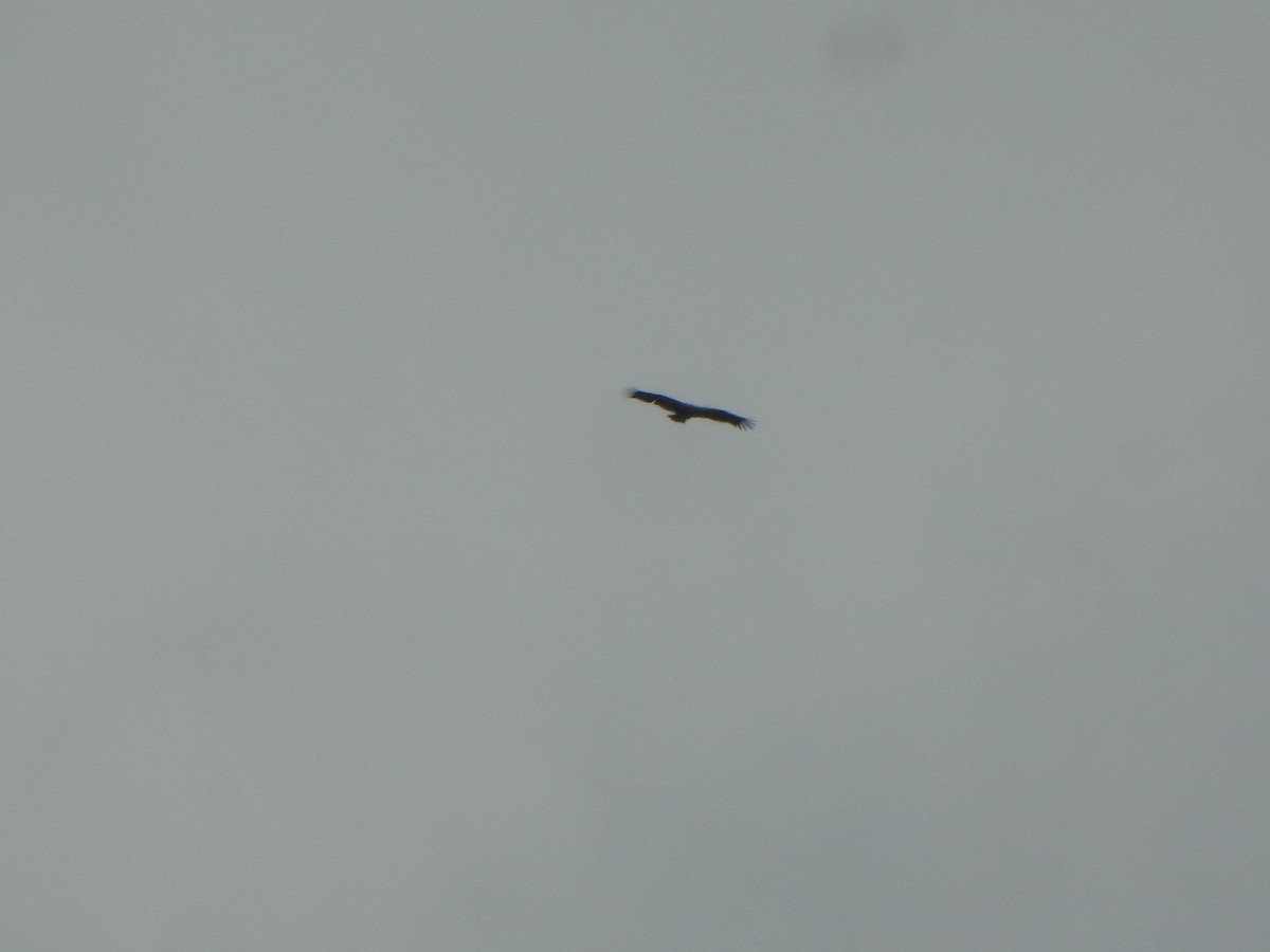Vautour chaugoun - ML643971512