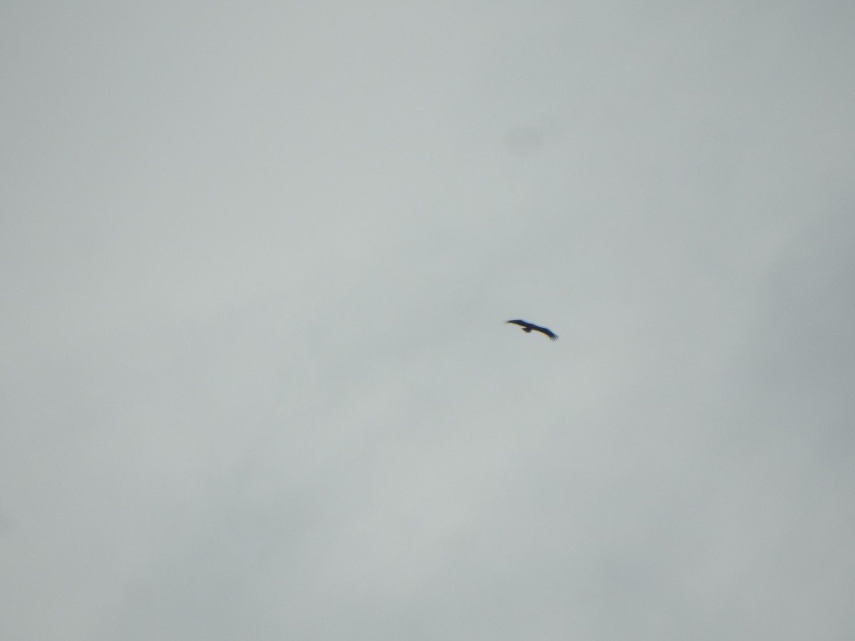 Vautour chaugoun - ML643971515