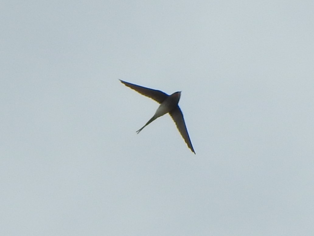 Crested Treeswift - ML643971520