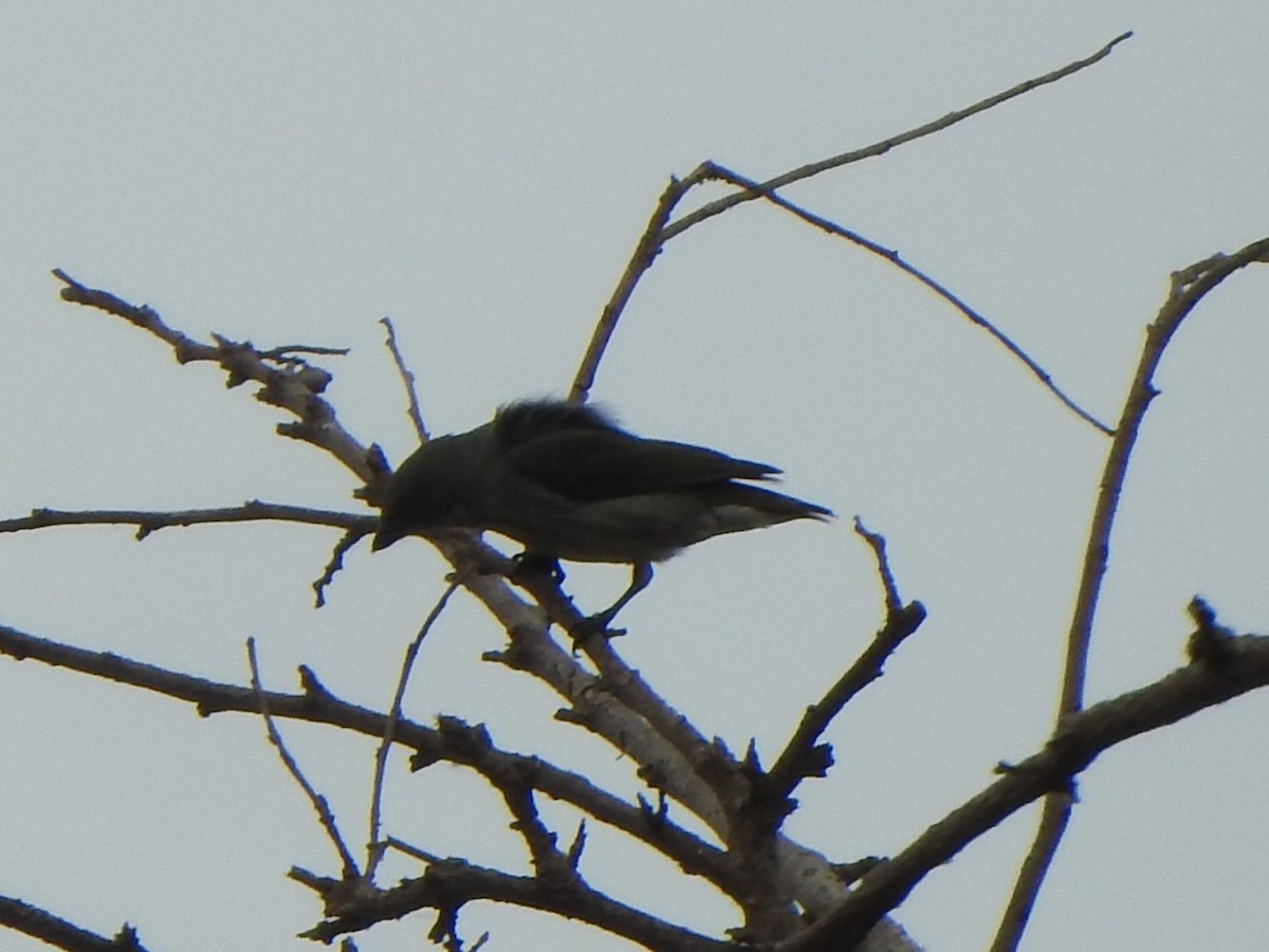 Thick-billed Flowerpecker - ML643971525