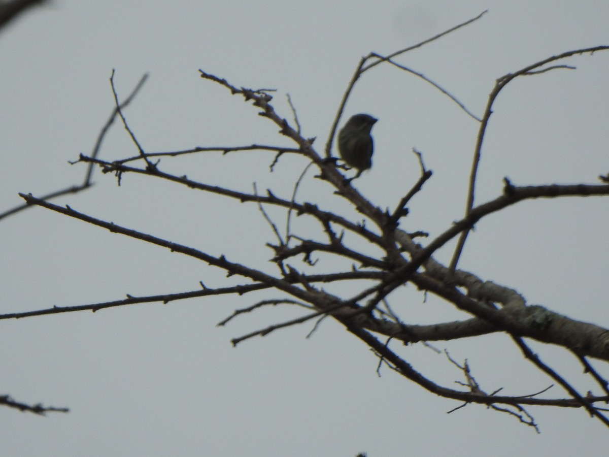 Thick-billed Flowerpecker - ML643971526