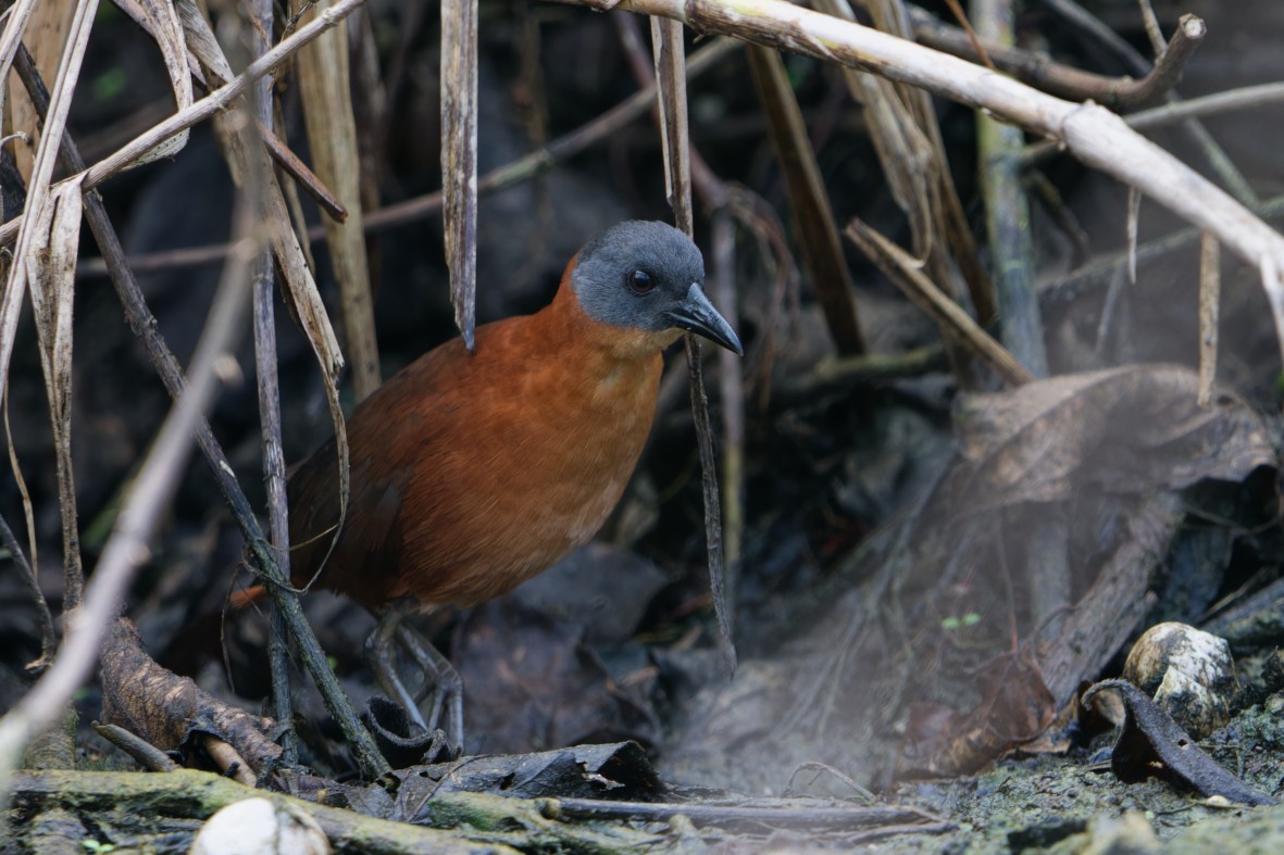 Ruddy Crake - ML643971559