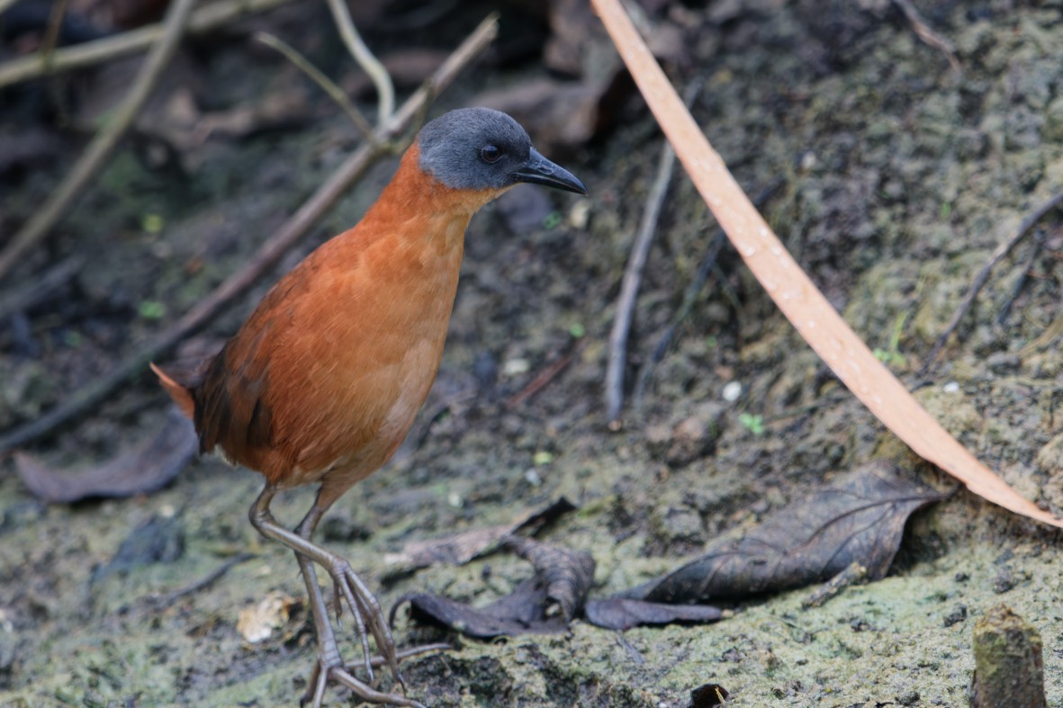 Ruddy Crake - ML643971560