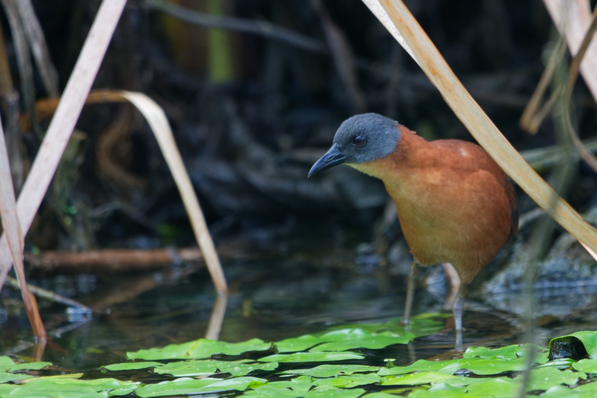 Ruddy Crake - ML643971561