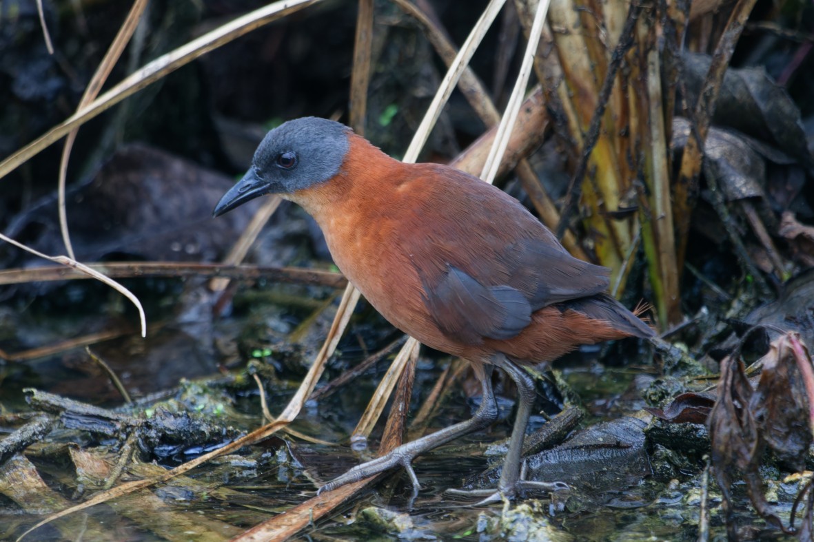 Ruddy Crake - ML643971562