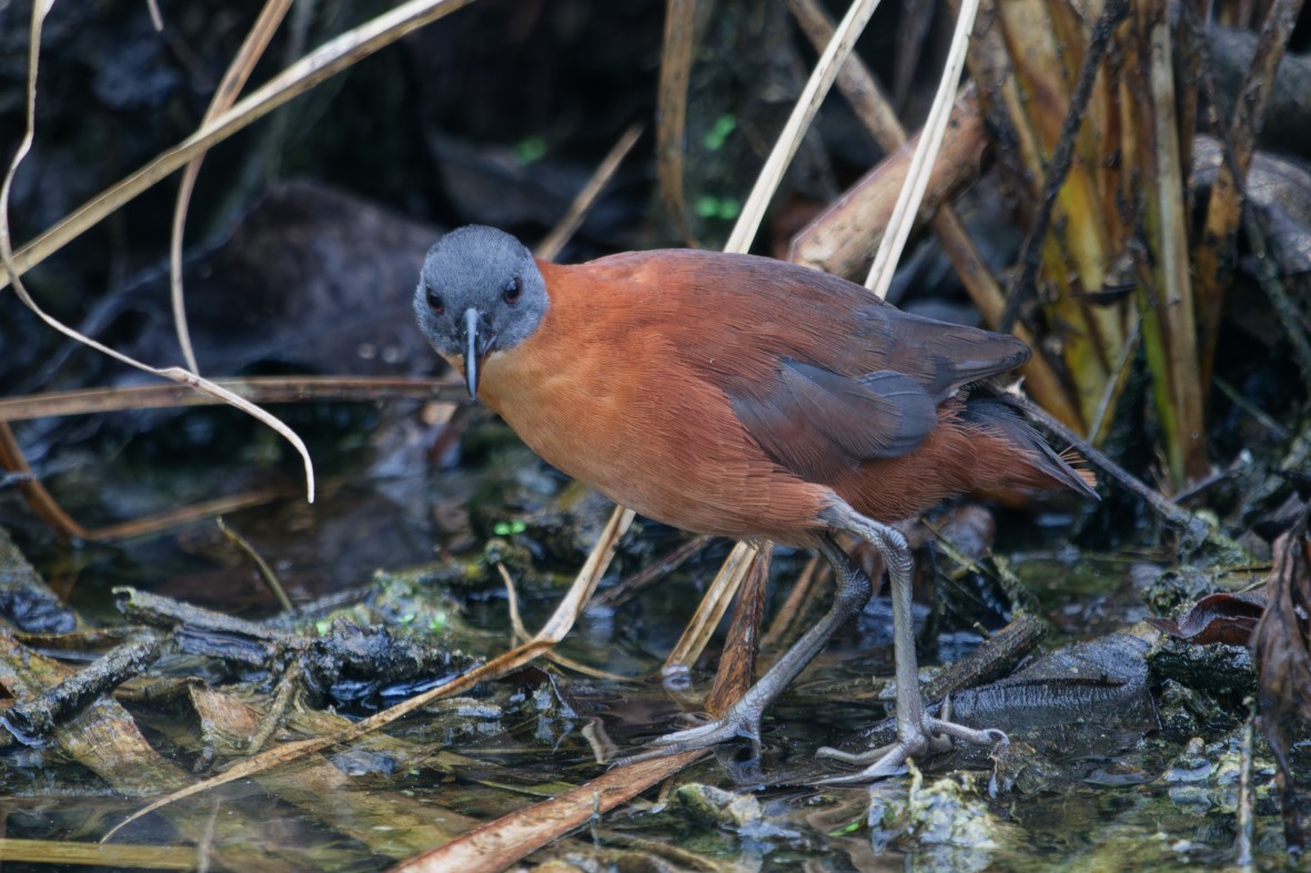 Ruddy Crake - ML643971563