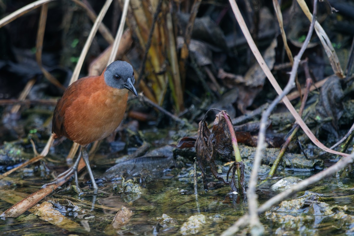 Ruddy Crake - ML643971564