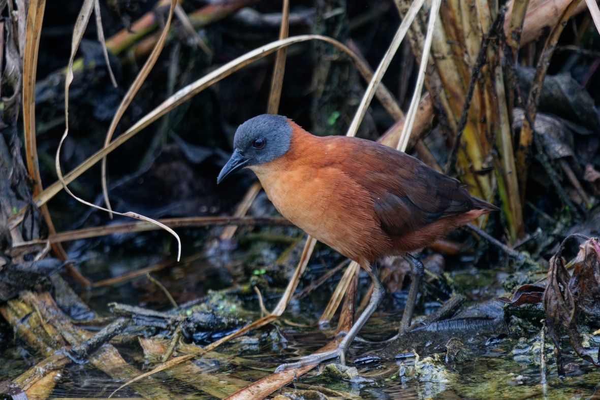 Ruddy Crake - ML643971565