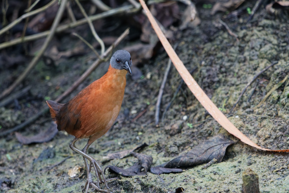 Ruddy Crake - ML643971566
