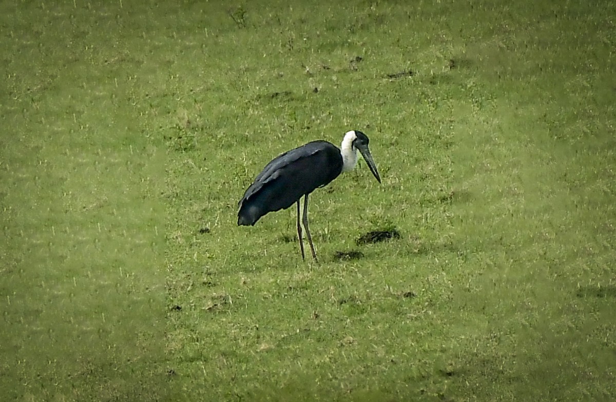 Asian Woolly-necked Stork - ML643971581