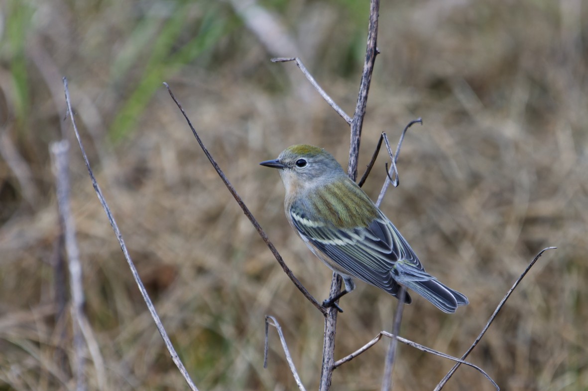 Chestnut-sided Warbler - ML643971586