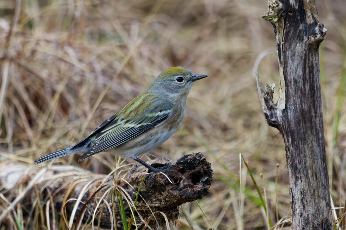 Chestnut-sided Warbler - ML643971587