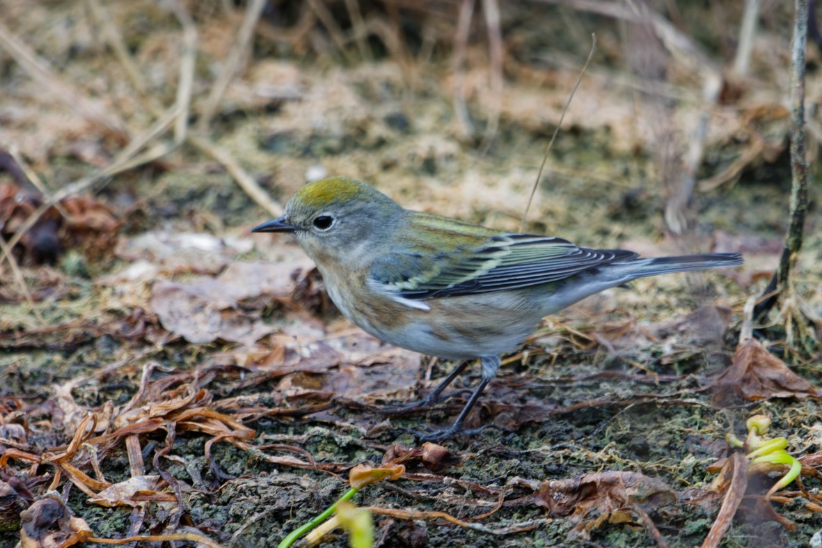 Chestnut-sided Warbler - ML643971588